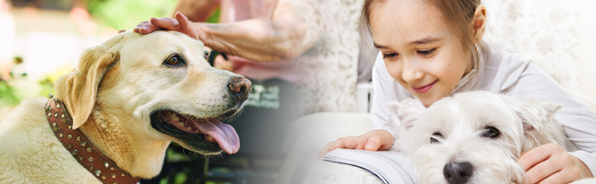 Programme de zoothérapie canine 
d’Ambulance Saint-Jean